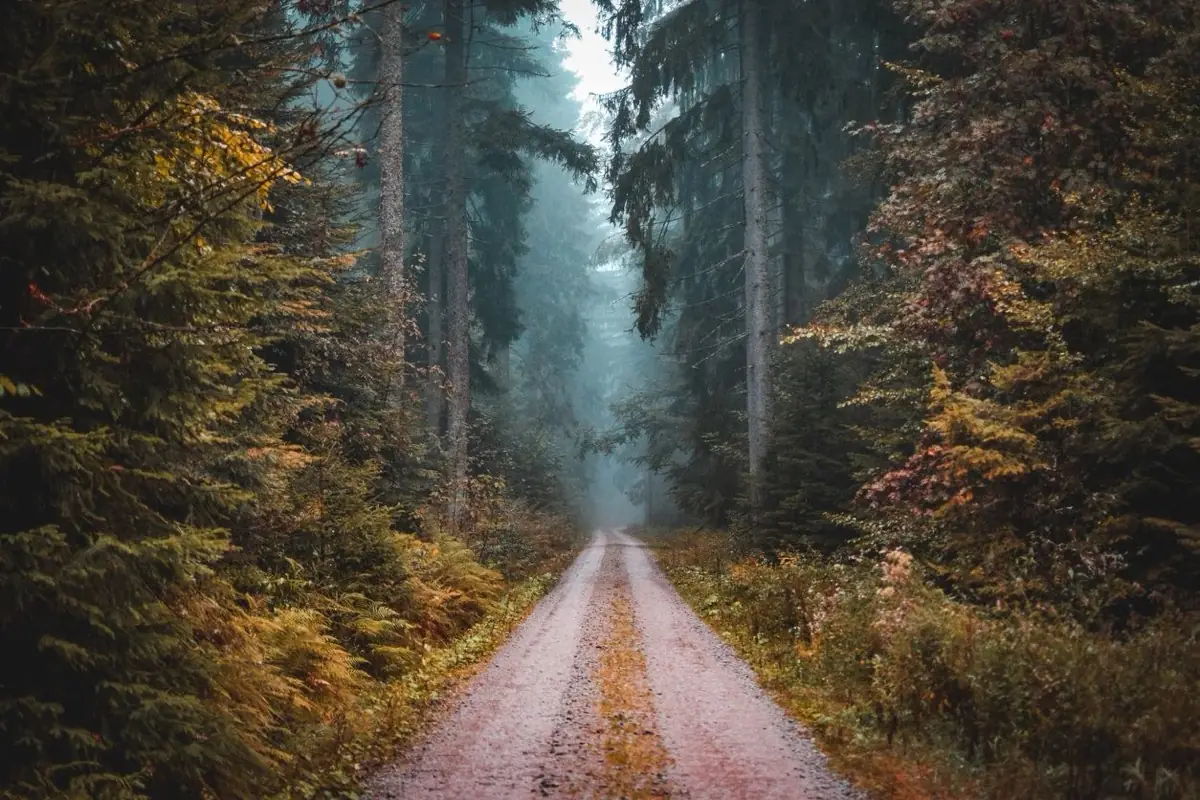 A road through a misty forest